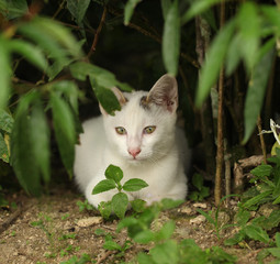 sweet cat between plants