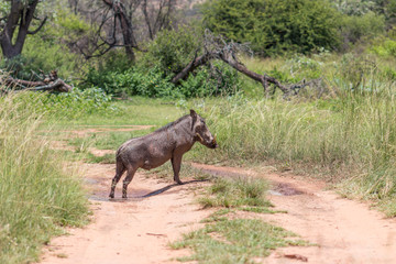 Naklejka na ściany i meble Common warthog (Phacochoerus africanus)