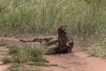 Common warthog (Phacochoerus africanus)