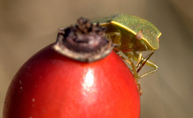 cimice