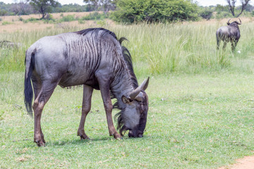 Naklejka premium Blue wildebeest (Connochaetes taurinus)