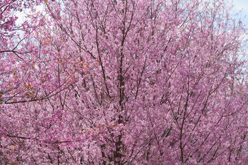 wild Himalayan Cherry flower (Prunus cerasoides),Giant tiger flo