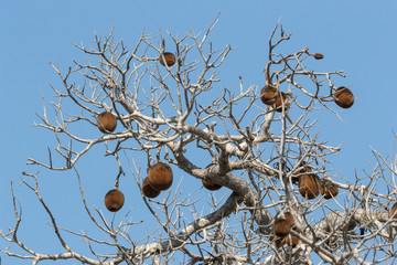 Baobab et ses fruits. Fruits de pain de singe.