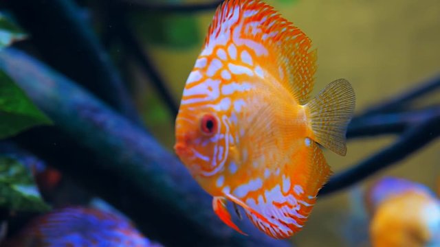 Exotic tropical fish Discus in blue water of aquarium. Shot in motion. Shallow depth of field
