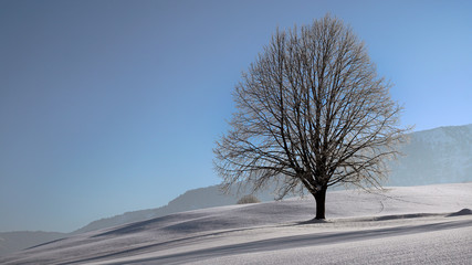 Lonely tree in winter