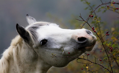 cavallo © alessandro