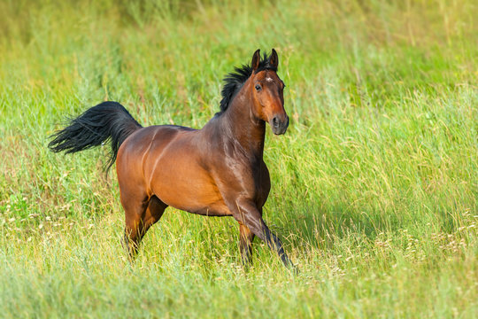 Bay stallion run gallop in green meadow