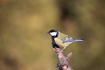 Parus major, Blue tit . Wildlife  titmouse sitting on a twig.  Europe, country Slovakia.