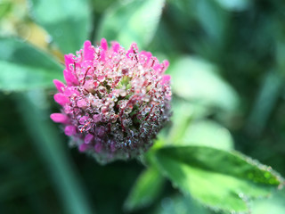 Macro shot from a purple clover with fog drops