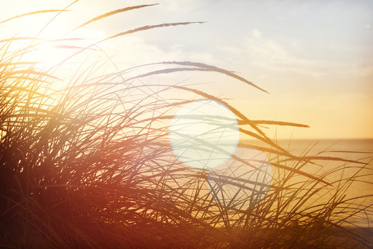 Beach Grasses On The Seashore, Shot Into The Sun