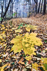 Close up of the surface of a leaf in autumn in Poland.