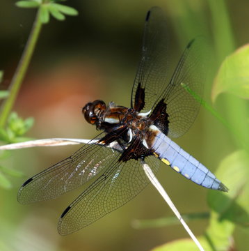libellula