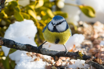Blaumeise