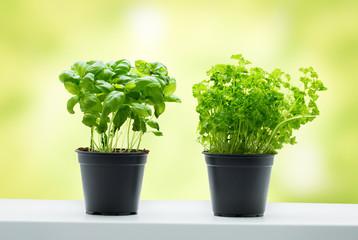 Fototapeta premium basil and parsley in pots