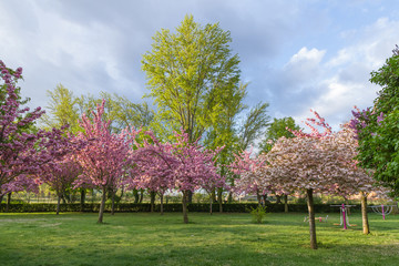 Parque Primaveral con Colorido Rosa de Ciruelos en flor y chopos 
