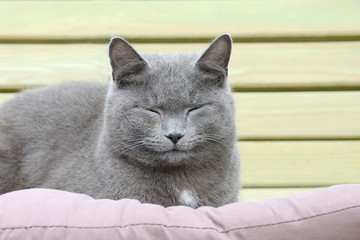 gray cat lying on cushion and sleep