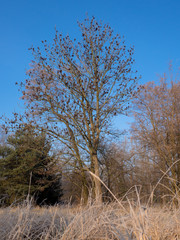Trees and frozen grass in sunny winter day.
