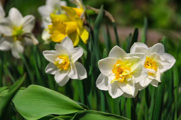 Fototapeta na wymiar Narcissuses on a bed