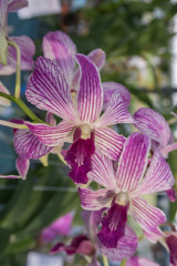 Beautiful Orchid in garden