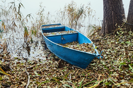 Flooded boat in reeds at the lake shore.