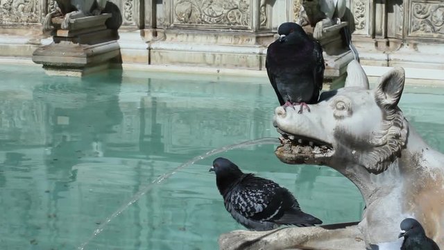 Pigeons on the wolf statue of Fonte Gaia fountain in Siena, Italy. The wolf is representing the mother-wolf of Remus and Romulus.