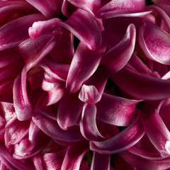 pink hyacinth or jacinth flower