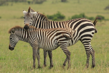 Two  Zebras in Kenya