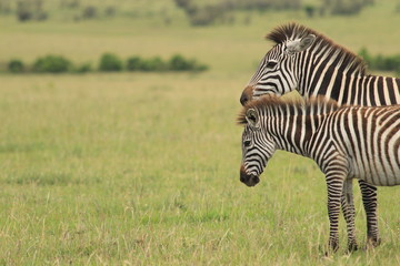 Two  Zebras in Kenya
