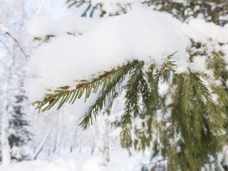 The branch of a pine covered with snow in the forest