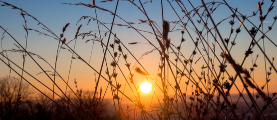 Fototapeta premium Grass silhouette at sunset.