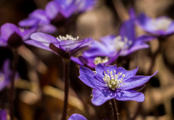 Purple flowers