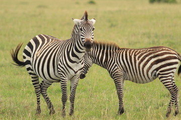 Fototapeta na wymiar Two Zebras in Kenya