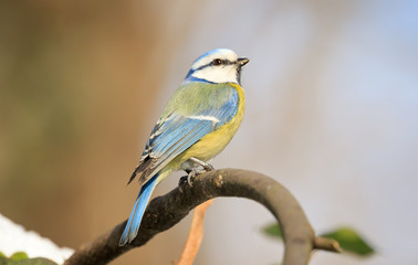 Obraz premium Eurasian blue tit (Cyanistes caeruleus), small passerine bird in