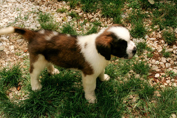 St Bernard puppy small dog on the grass