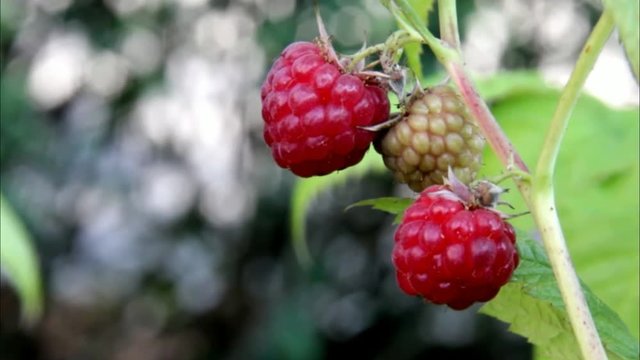 Red Raspberries on a Background of Green Leaves