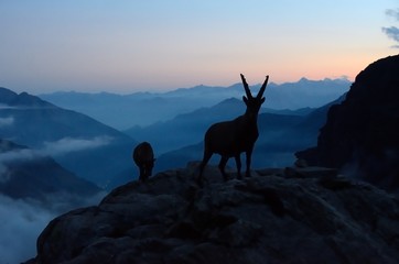 Capra ibex at dusk, Aosta Valley, Italy