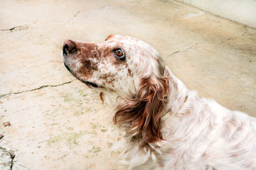 English setter dog breed