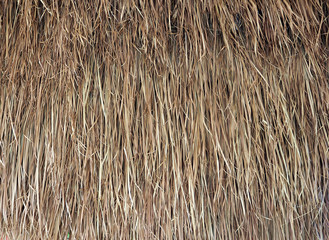 Thatched dried roof texture