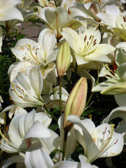 white lily lilium flower