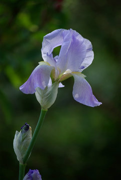 Fototapeta Iris bleu pastel au printemps au jardin
