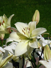 white lily lilium flower