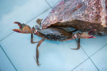 The crab seafood market