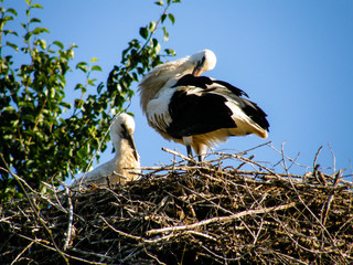 Storks in the nest