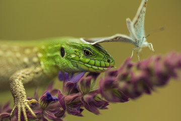 Sand lizard hunting silver-studded blue