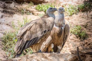 Birds of prey