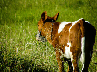 white-brown calf