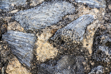 Excavating dinosaur fossils