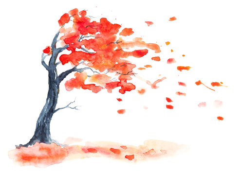 Watercolor autumn tree with red leaves. Leaf fall with wind on white. Hand drawing illustration