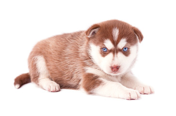 Brown husky puppy with blue eyes, isolated on white background