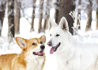 white Swiss Shepherd and welsh corgi Dog, looking